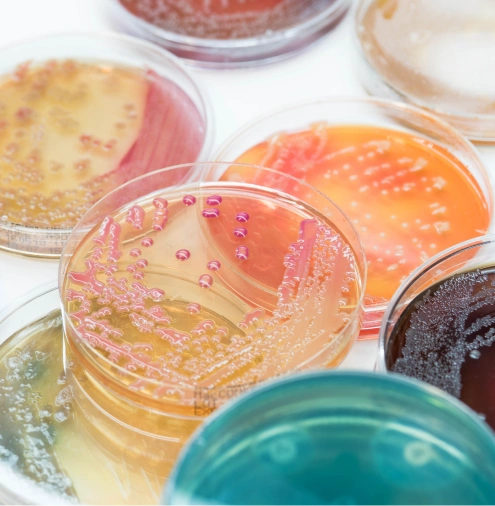 Compuestos orgánicos contaminantes